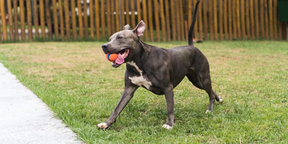 Pitbull